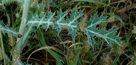  Leaf